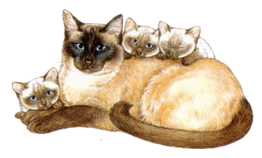 NaNcY*'s Cat Animation Gallery NaNcY*'s Cat Animation Gallery
