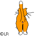 Lucy's Kitty