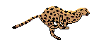 Cheeta
