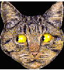 Cautious Cat